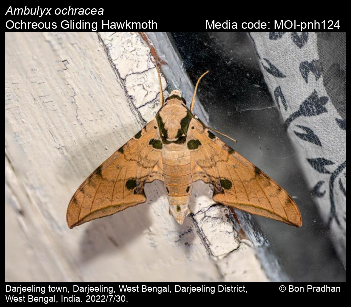 Ambulyx ochracea Butler, 1885 Ochreous Gliding Hawkmoth Moths